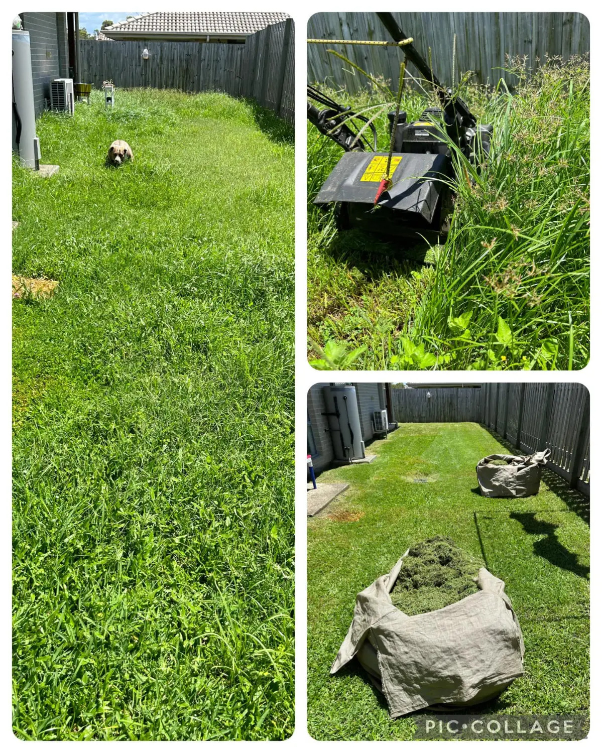 Backyard mowing before, mid and after